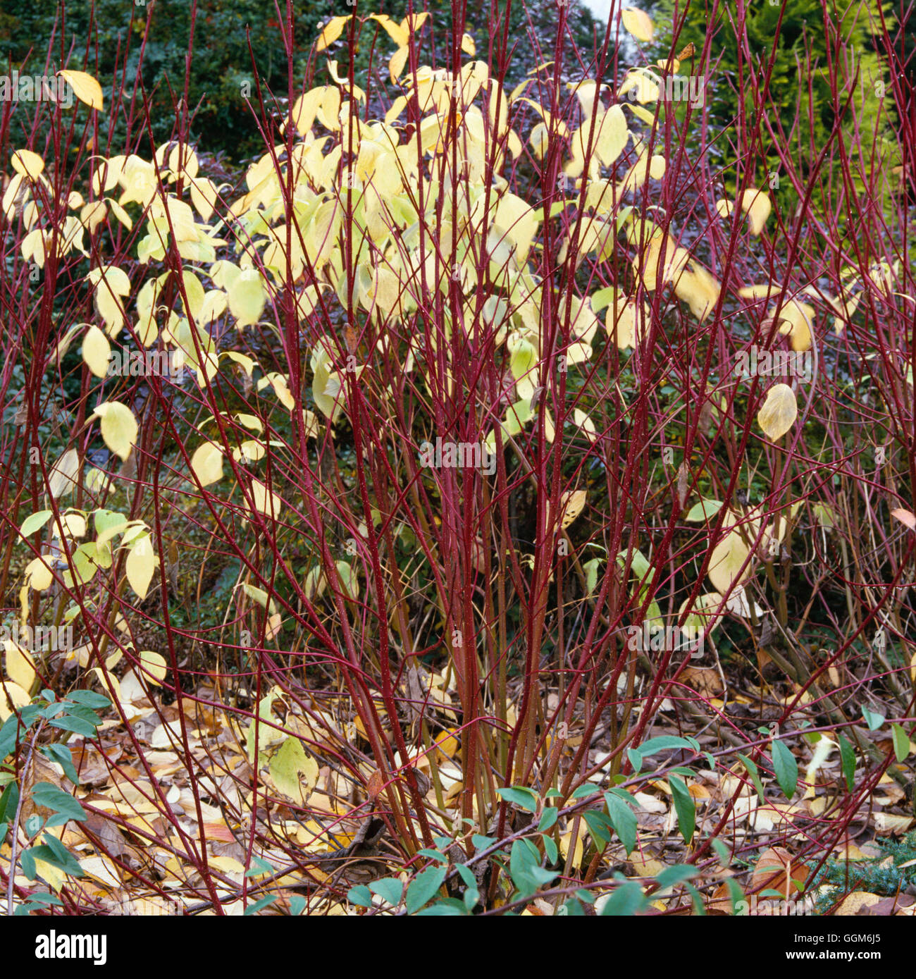 Cornus alba - 'Aurea' AGM in Autumn   TRS003660 Stock Photo