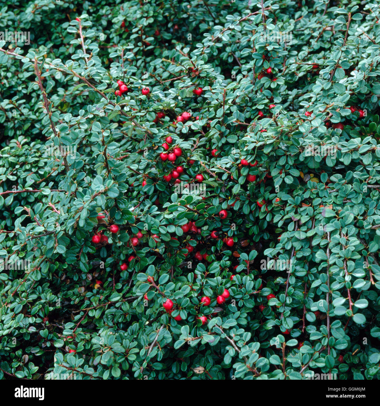 Cotoneaster - 'Streibs Findling'   TRS003815 Stock Photo