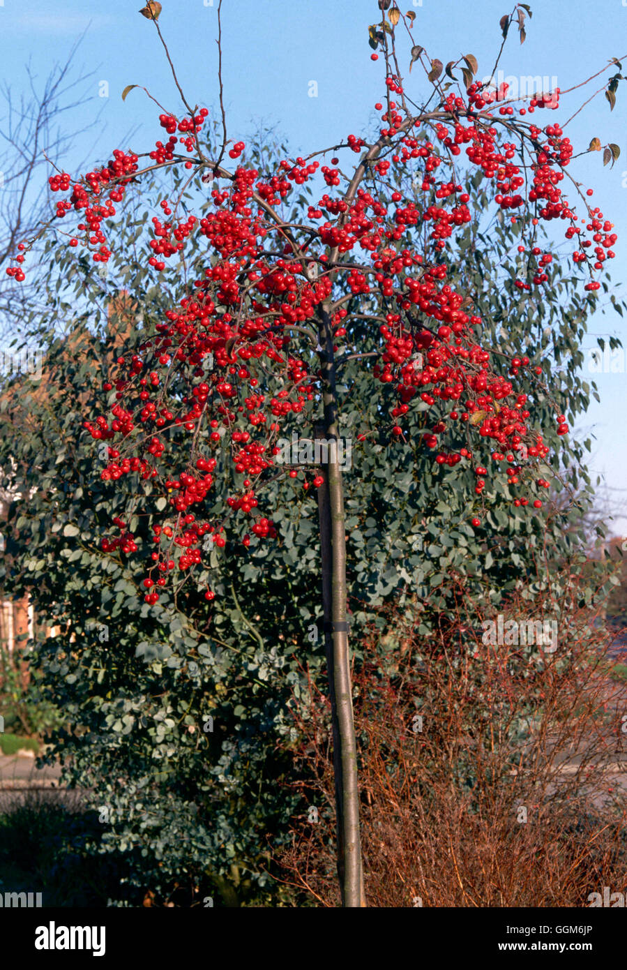 Malus x robusta - 'Red Sentinel' AGM   TRS003848 Stock Photo