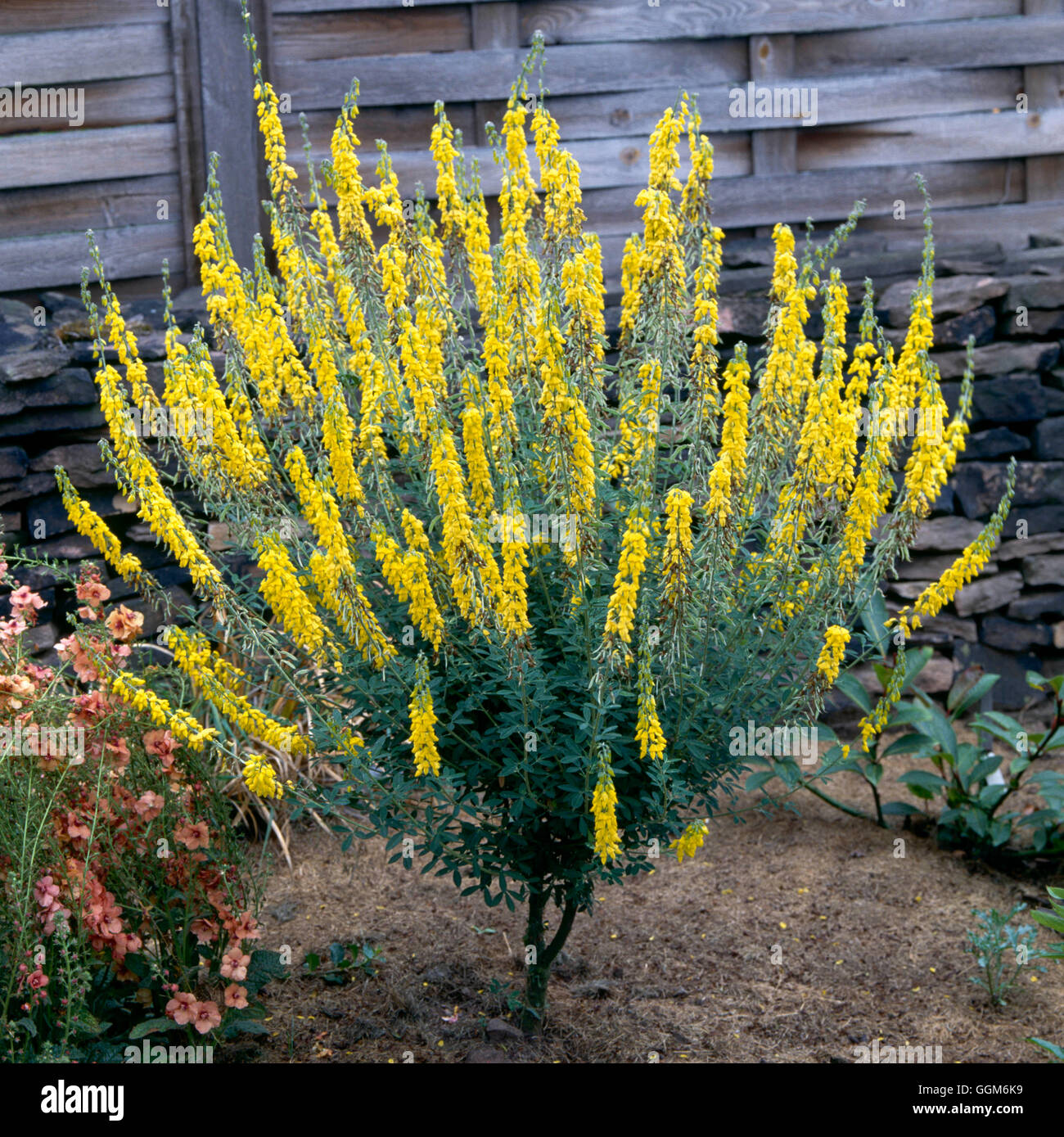 Cytisus nigricans   TRS004026 Stock Photo