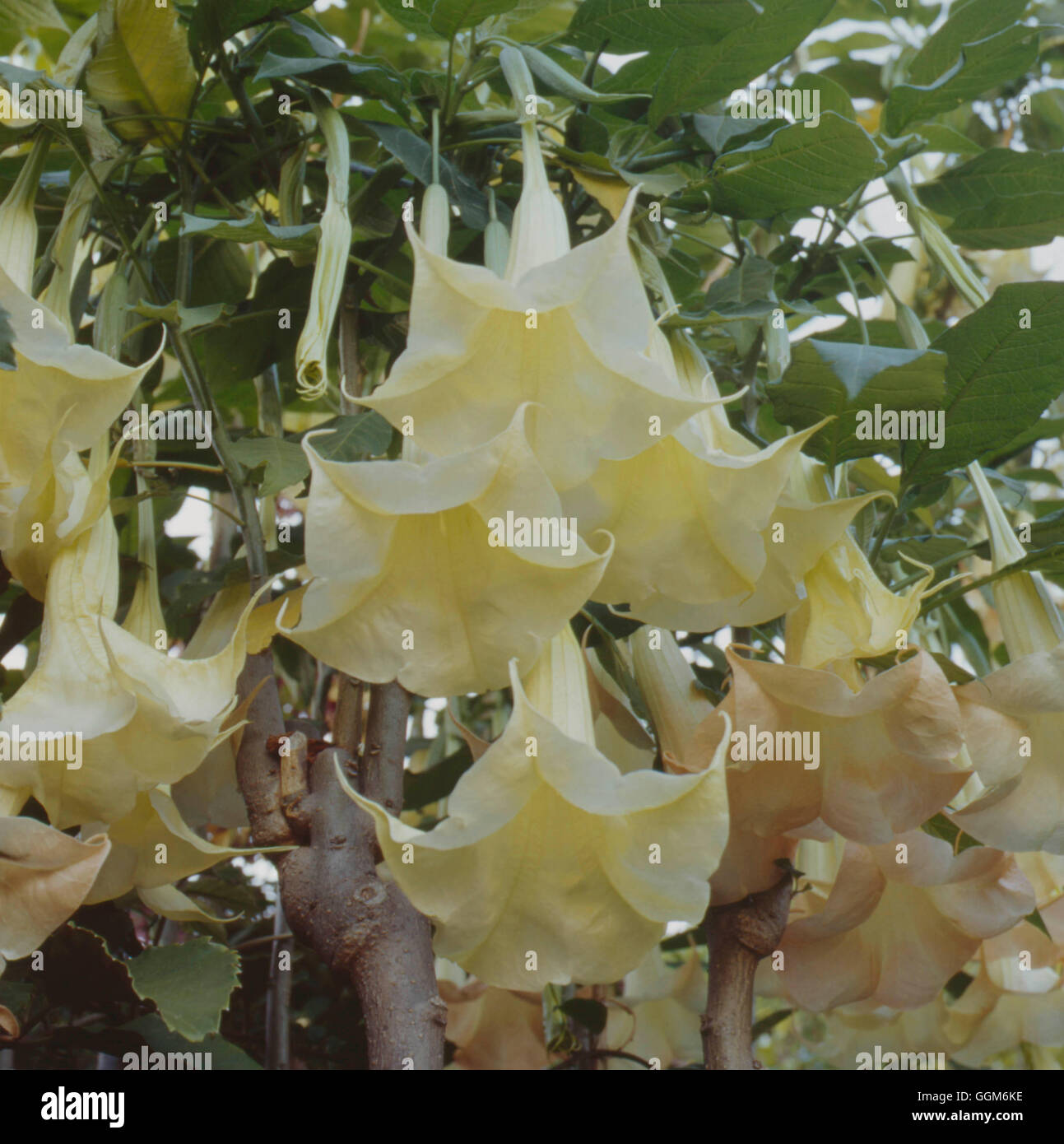 Brugmansia suaveolens AGM - (Syn Datura suaveolens) Angels Trumpet   TRS004076     Photos Horticultu Stock Photo