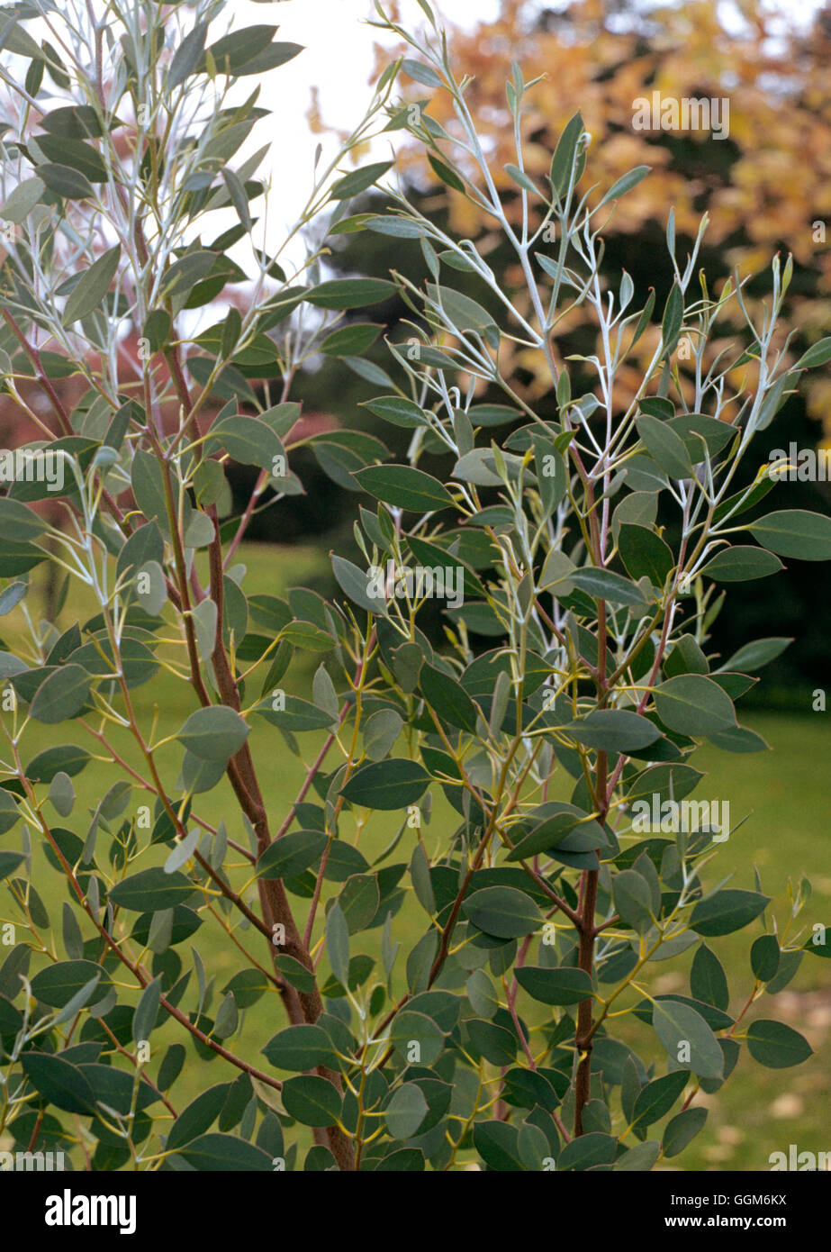 Eucalyptus coccifera   TRS004262 Stock Photo