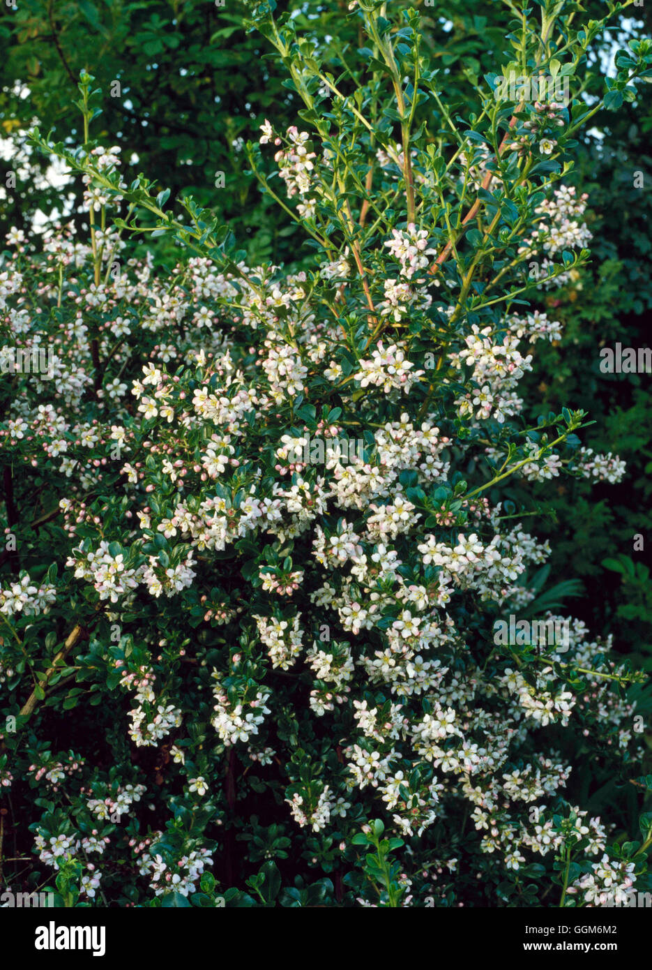 Escallonia Stock Photos Escallonia Stock Images Page 3 Alamy