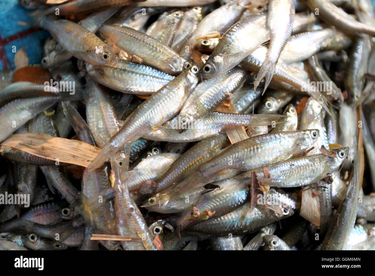 fathead minnow fish after being caught by fishermen for ingredient cooking. Stock Photo