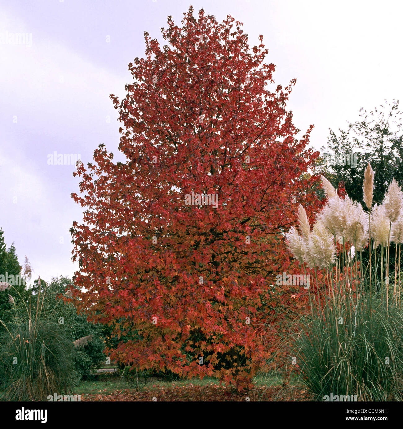 Liquidambar styraciflua - in Autumn colour   TRS005271 Stock Photo