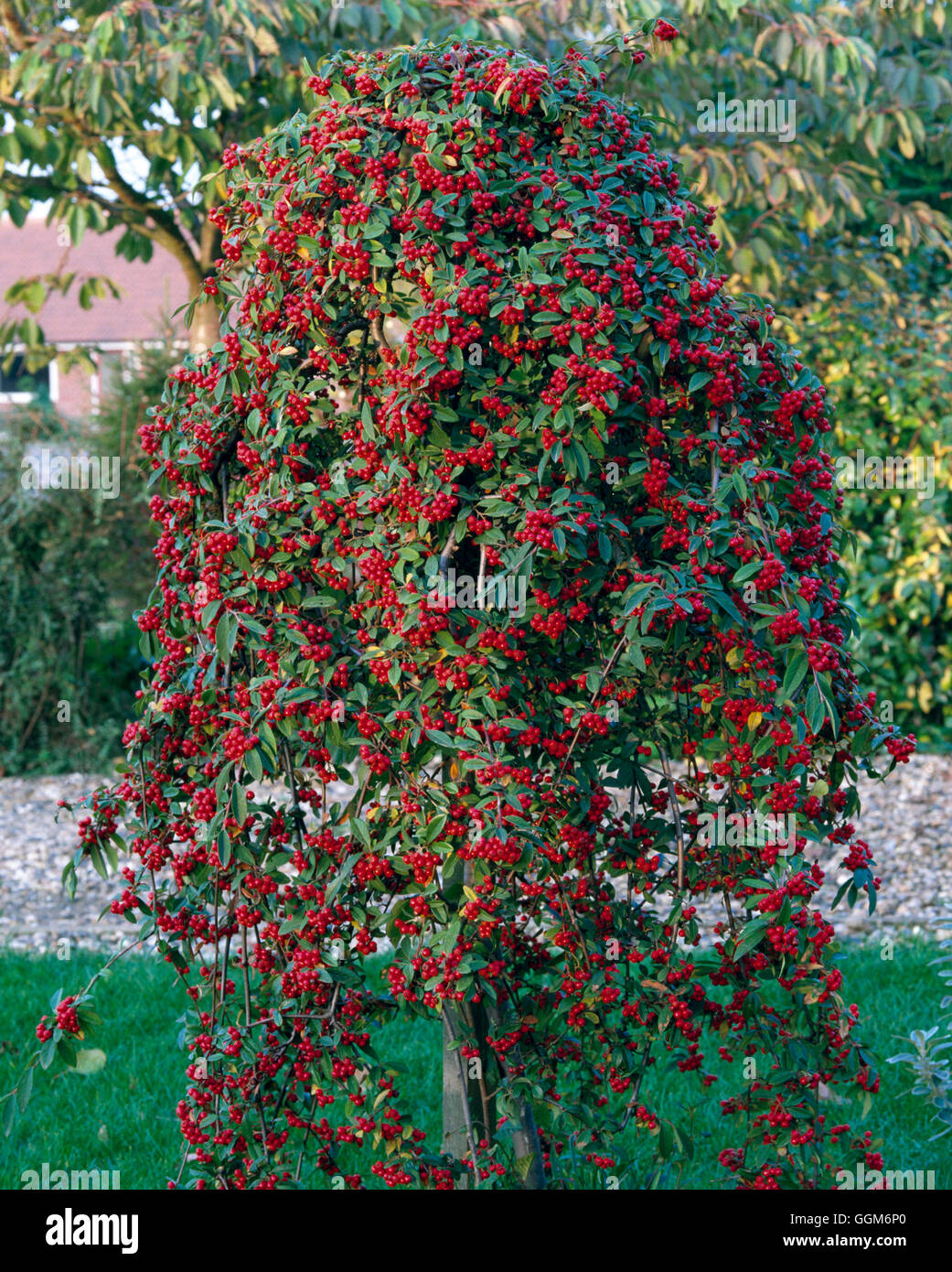 Cotoneaster salicifolius - 'Pendulus' (Syn C. 'Hybridus Pendulus')   TRS005939     Photos Horticultu Stock Photo