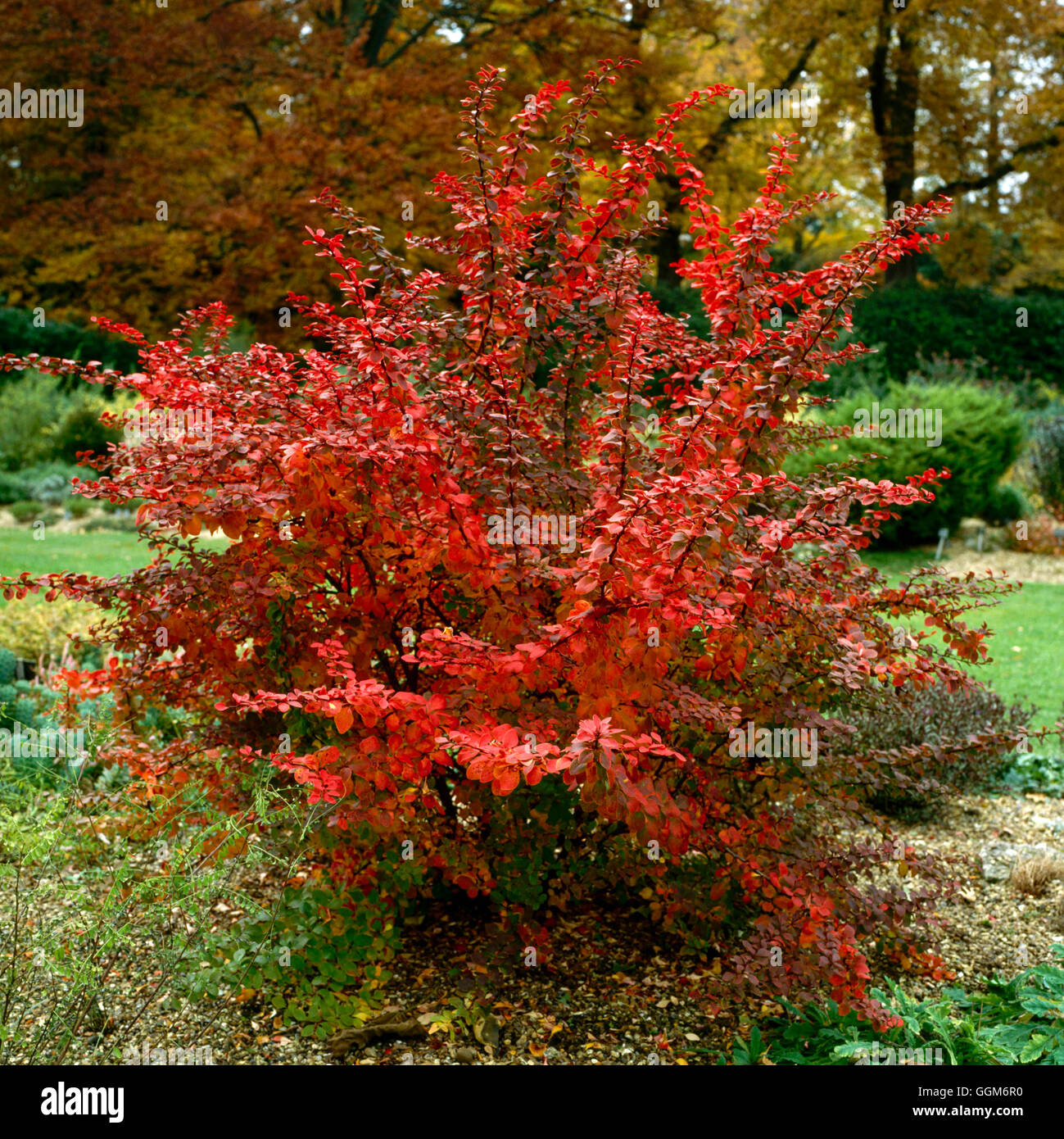 Berberis thunbergii AGM - in Autumn colour   TRS006673 Stock Photo