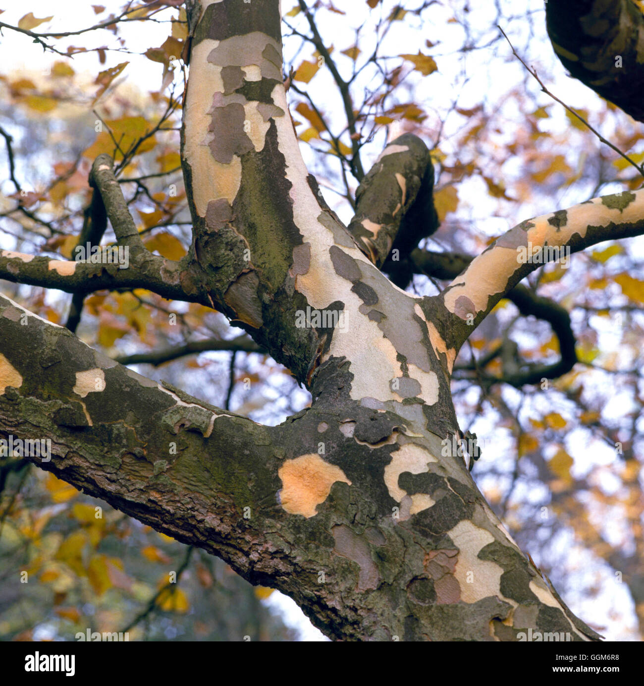 Platanus x hispanica - showing peeling bark (Syn P.x acerifolia)London Plane   TRS006846     Photos Stock Photo