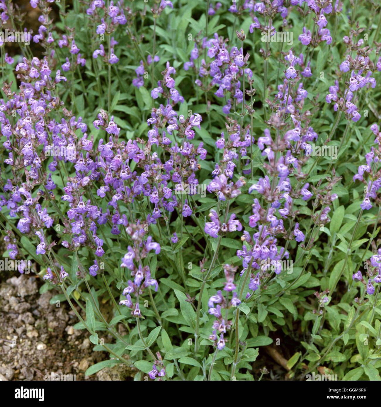 Salvia lavandulifolia - Spanish Sage ''Narrow-leaved Sage'''   TRS007254  ' Stock Photo