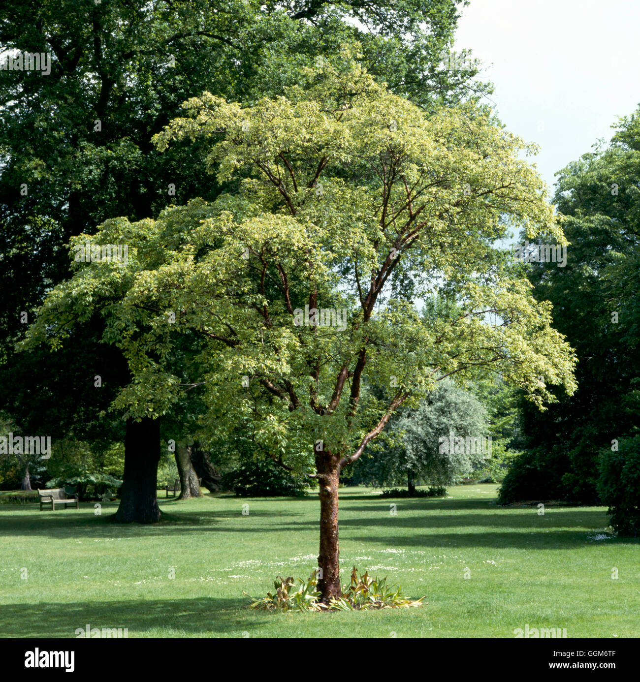 Acer griseum agm hi-res stock photography and images - Alamy