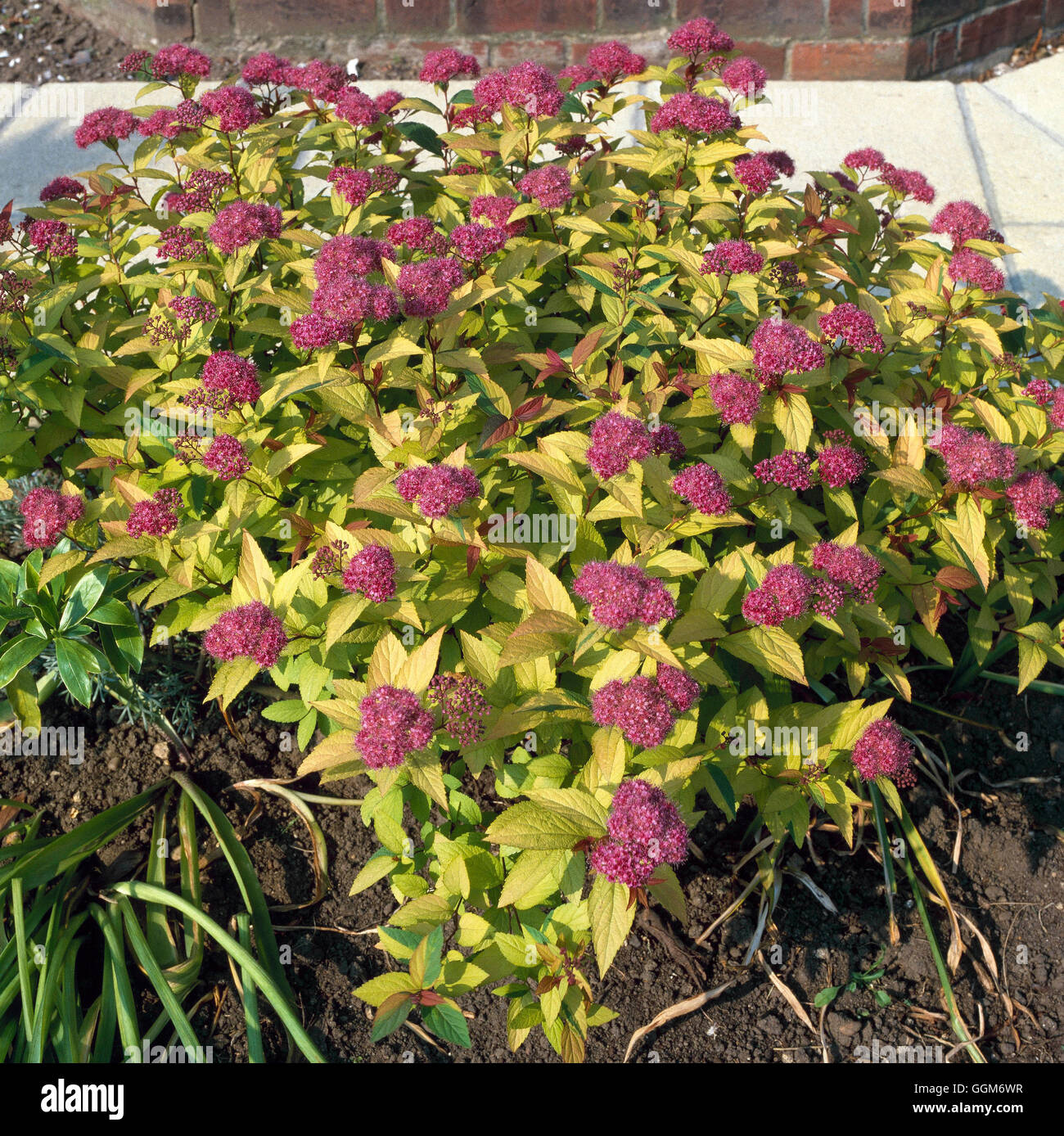 Gardening Tips And Good Plants Good Plant 4 Spiraea Bumalda