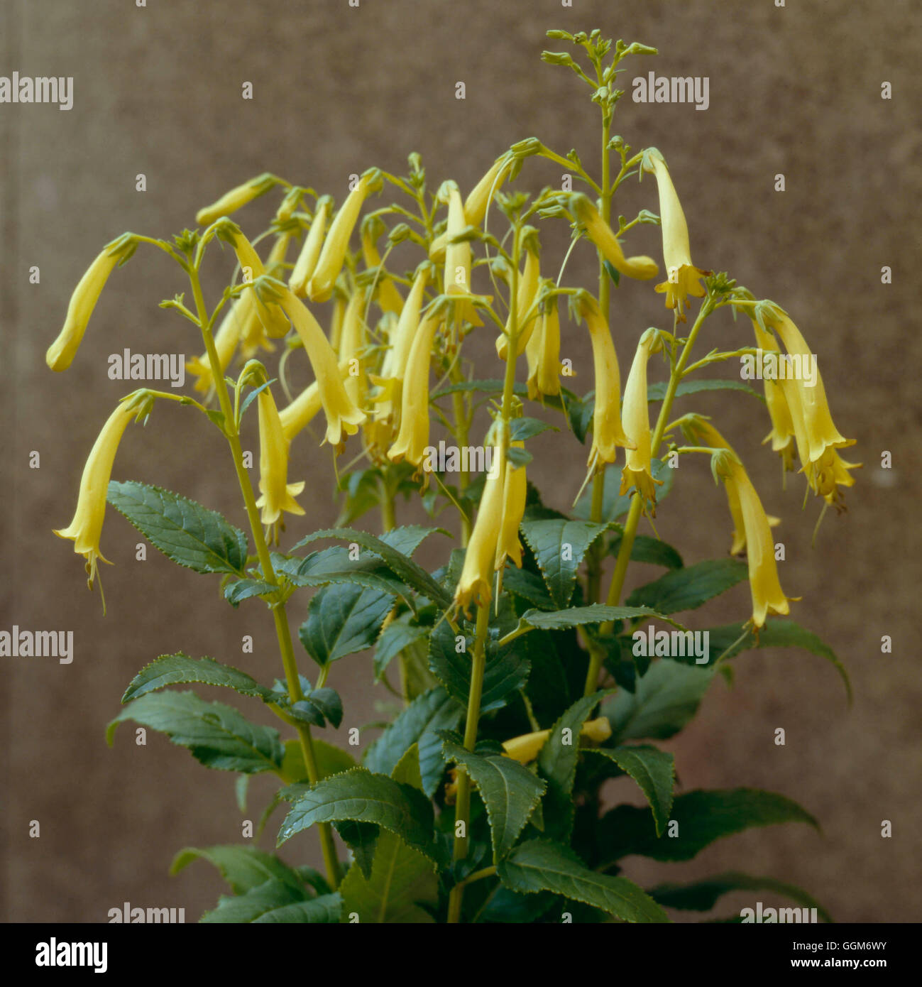 Phygelius x rectus - 'Moonraker'   TRS010859 Stock Photo