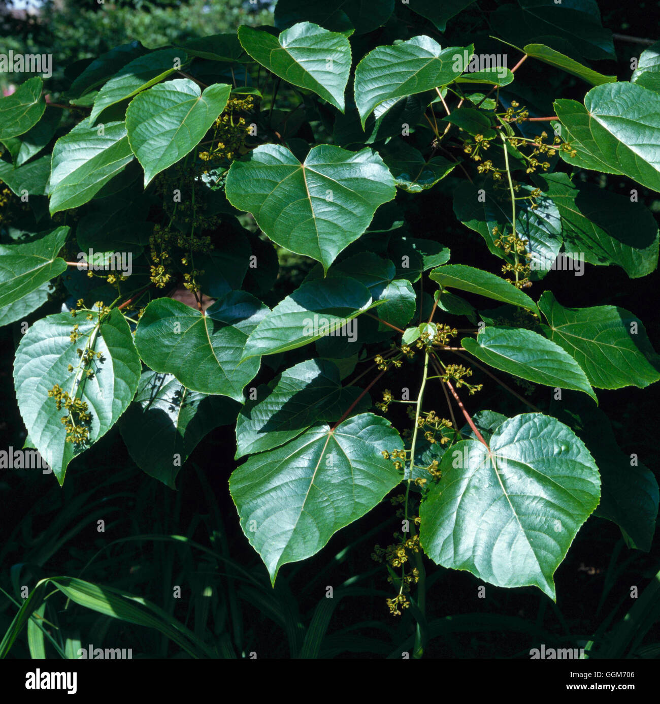 Idesia polycarpa- showing flowers   TRS013034 Stock Photo