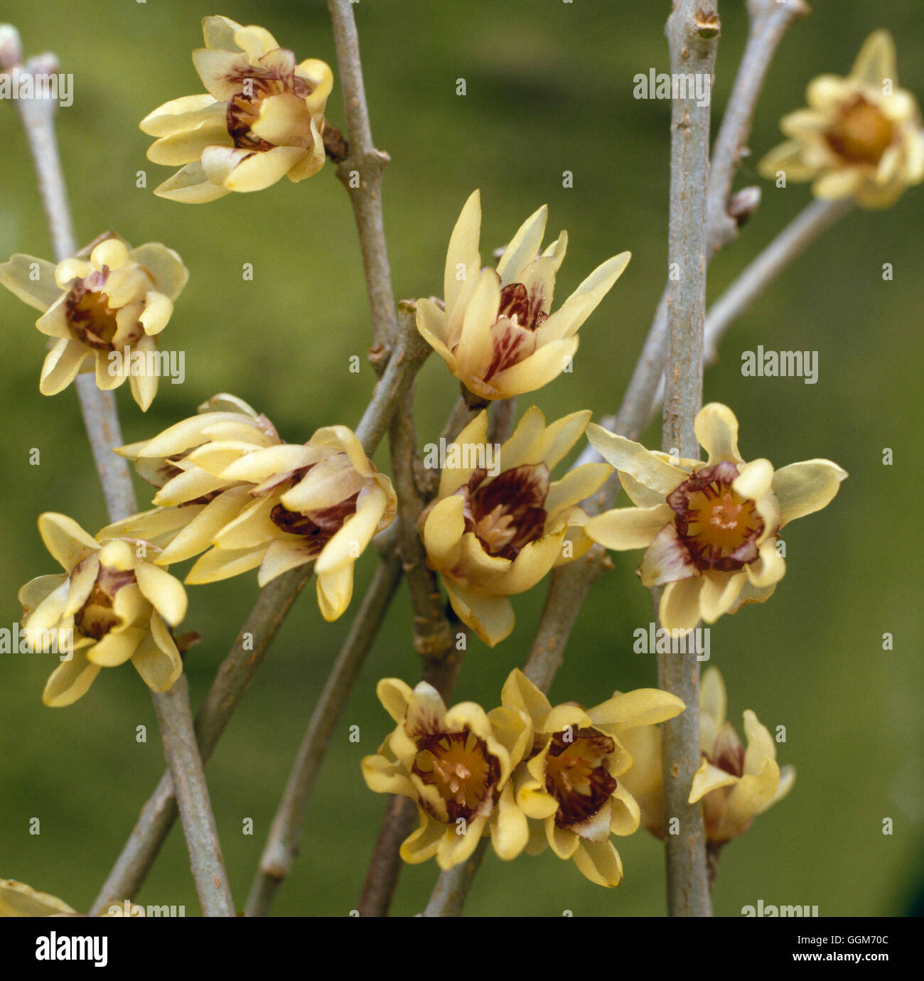 Chimonanthus praecox - (Syn C. fragrans) Winter Sweet   TRS013504 Stock Photo
