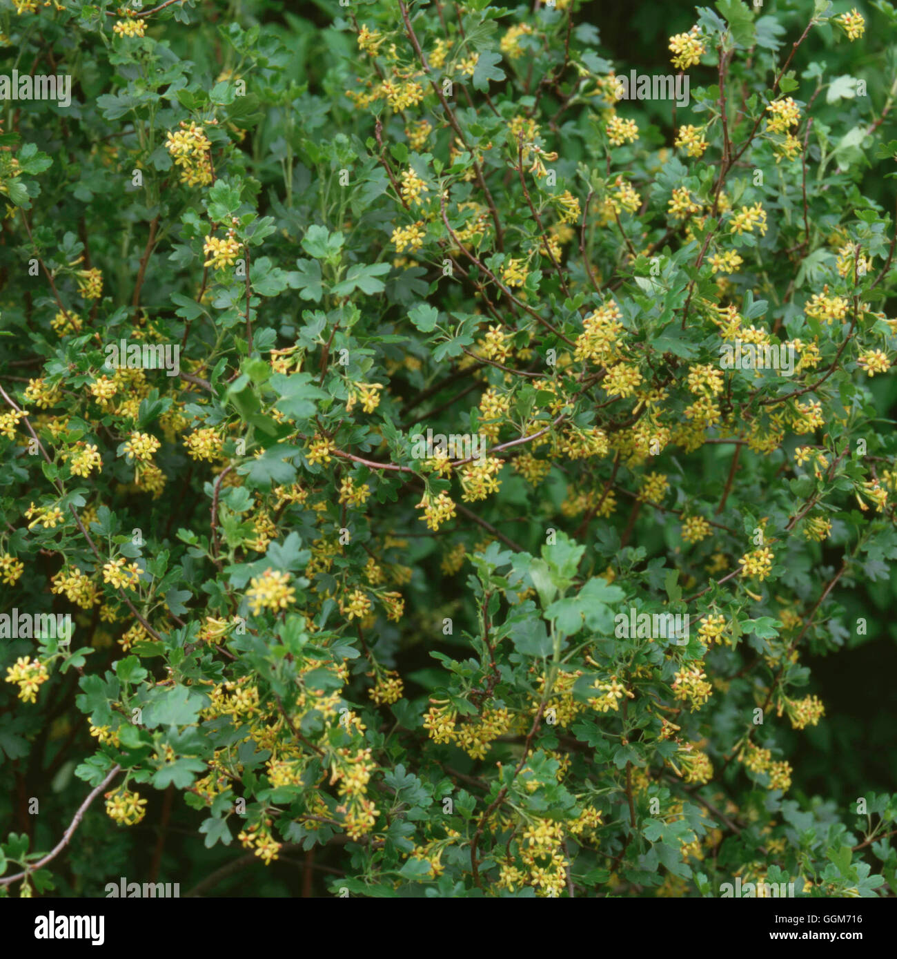 Ribes odoratum - (Syn R. aureum) Buffalo Currant   TRS016151 Stock Photo