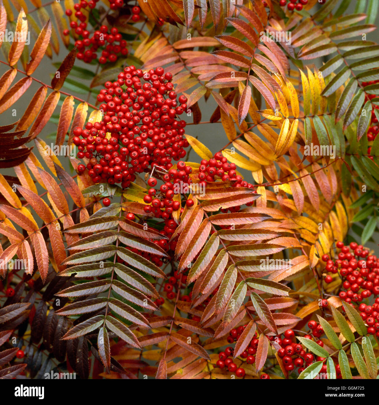 Sorbus scalaris - showing fruits in Autumn   TRS017917 Stock Photo