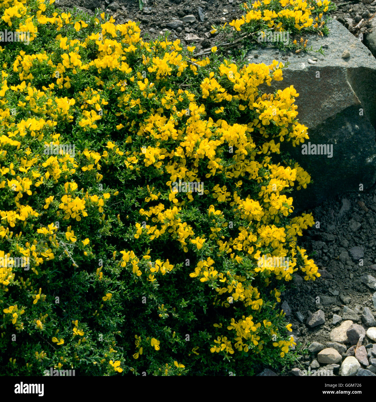 Cytisus procumbens   TRS017938 Stock Photo