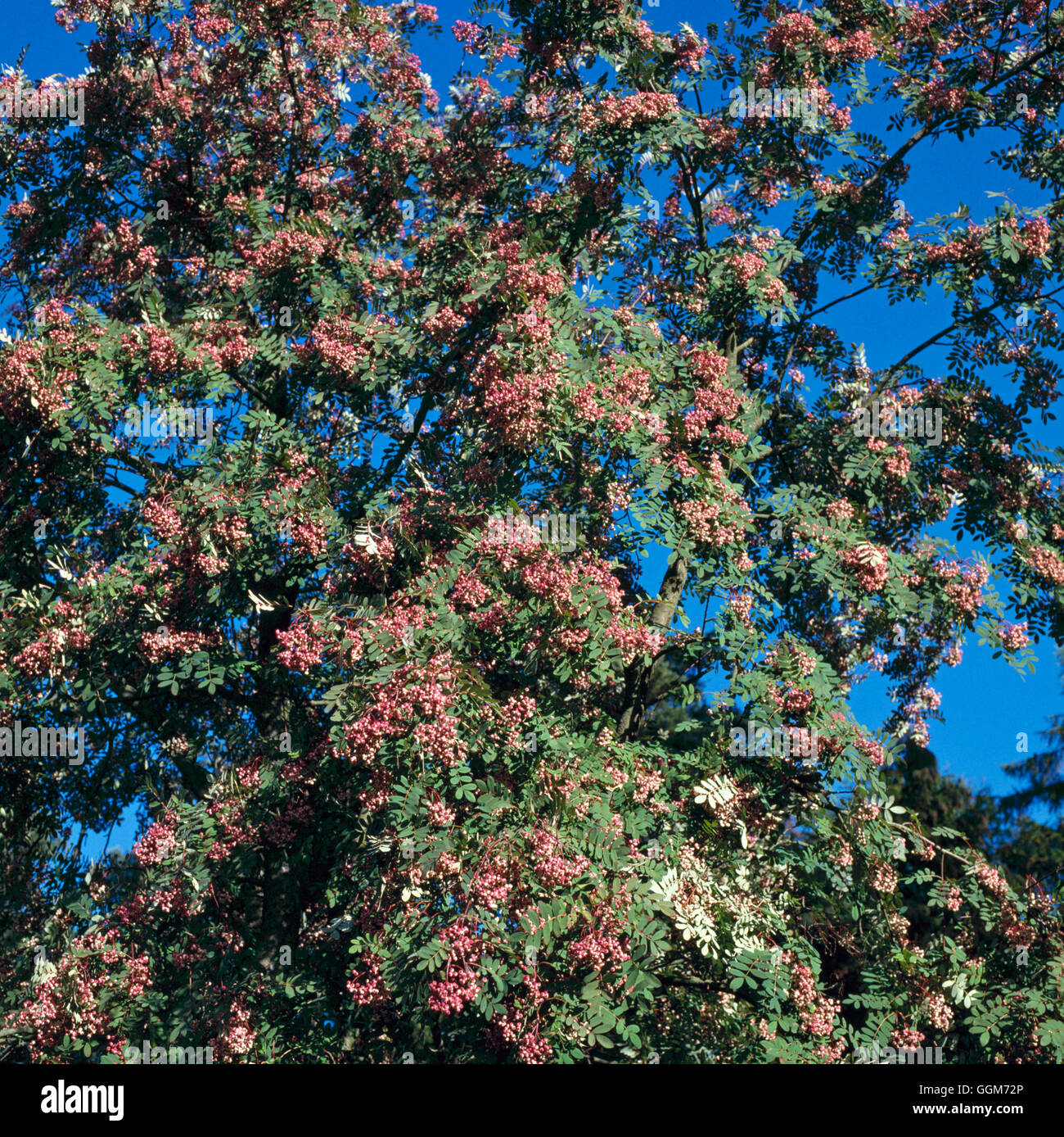Sorbus hupehensis   TRS018474 Stock Photo