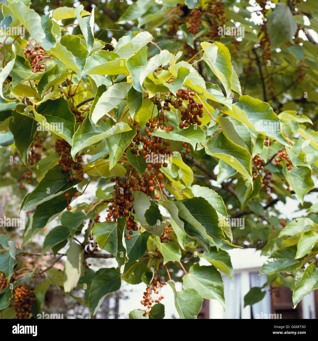 Idesia polycarpa - showing berries   TRS019167 Stock Photo