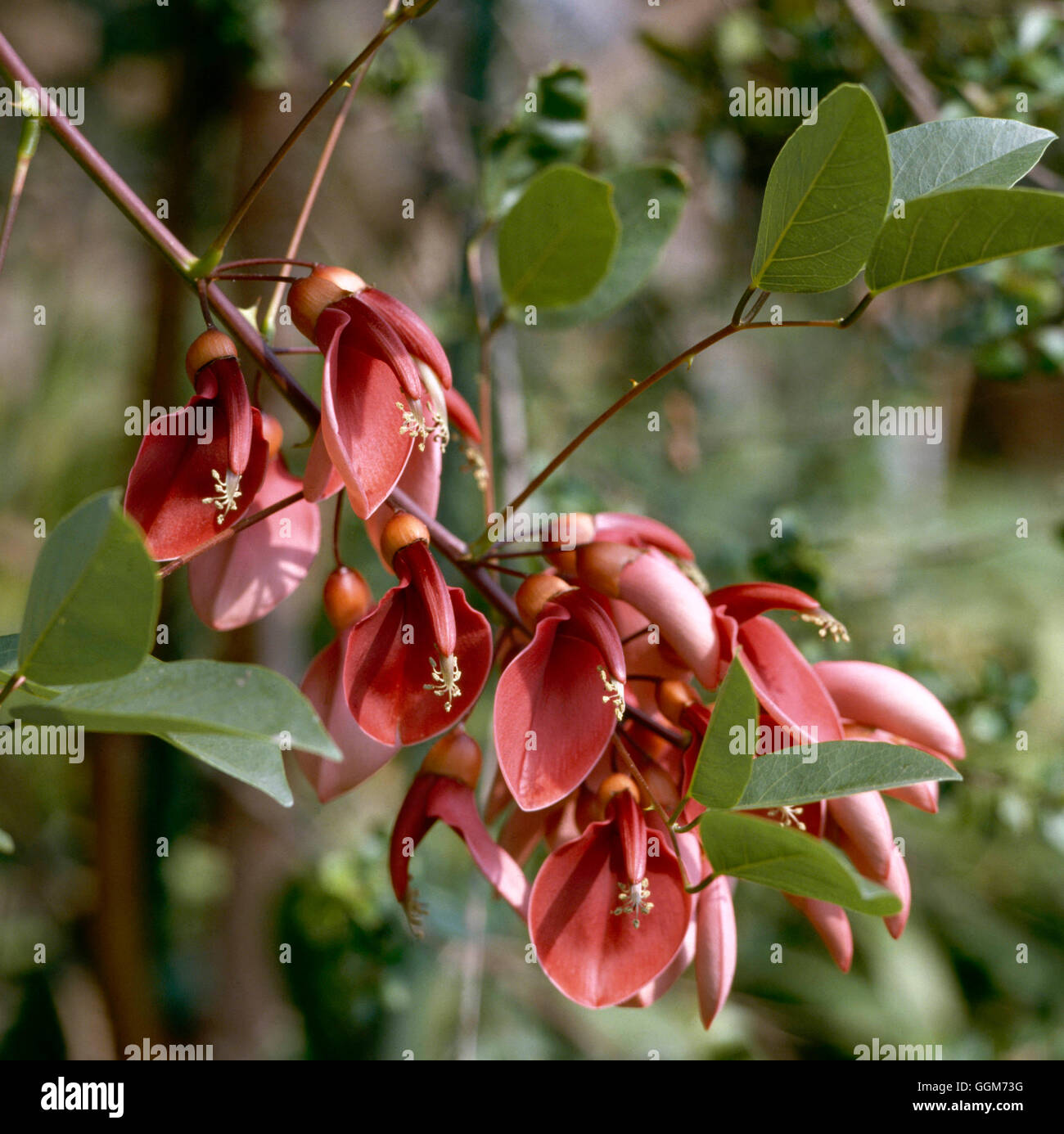 Erythrina crista-galli - Coral Tree   TRS019242 Stock Photo