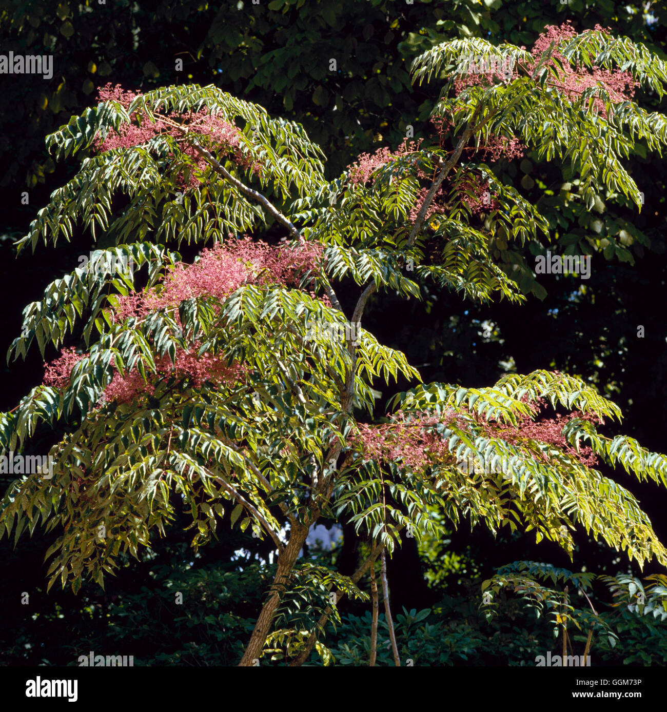 Aralia elata AGM - Japanese Angelica Tree   TRS019339 Stock Photo