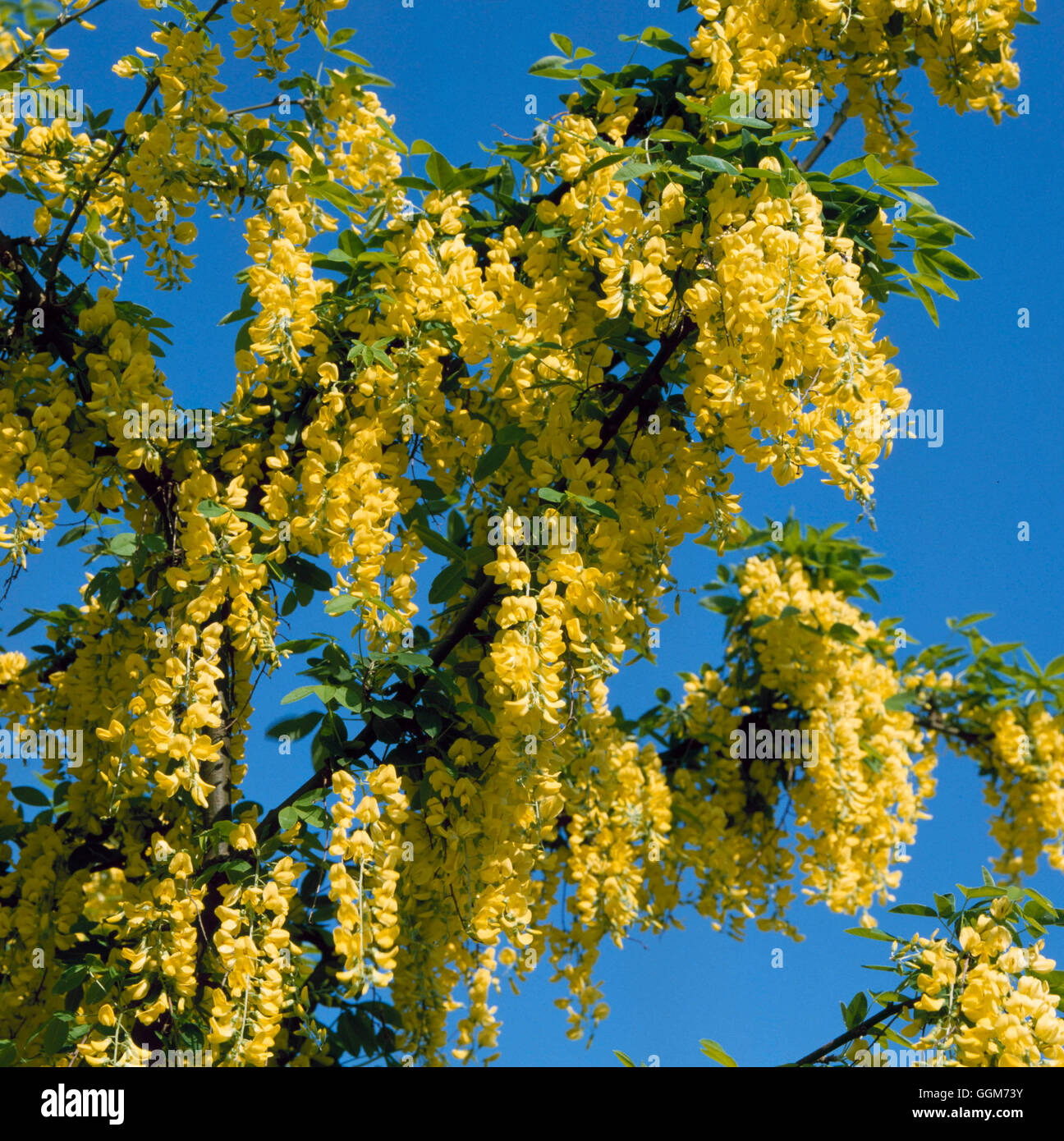 Laburnum anagyroides   TRS019596 Stock Photo