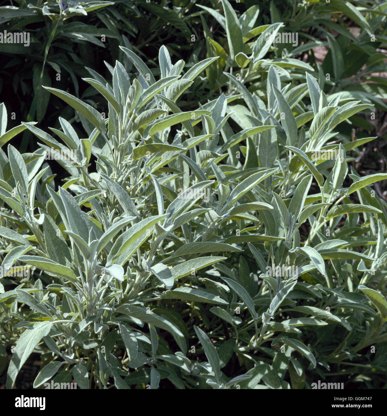 Salvia lavandulifolia - (Syn S. hispanica) Spanish Sage ''Narrow-leaved Sage'''   TRS019865     P' Stock Photo