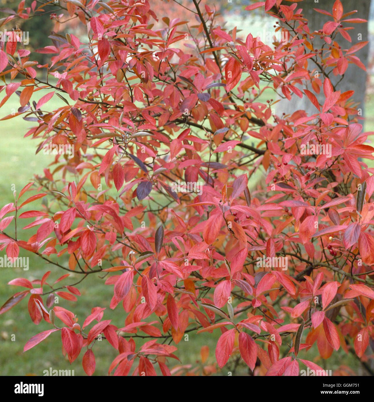 Aronia arbutifolia - in Autumn colour   TRS020628 Stock Photo