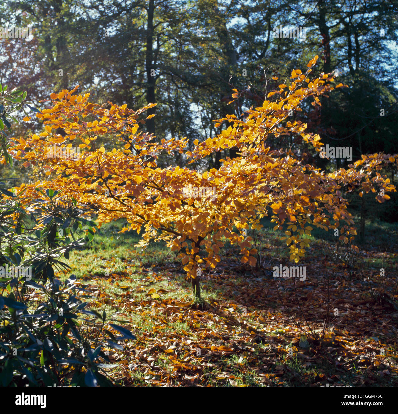 Fagus sylvatica AGM - in Autumn Colour Beech   TRS020748 Stock Photo