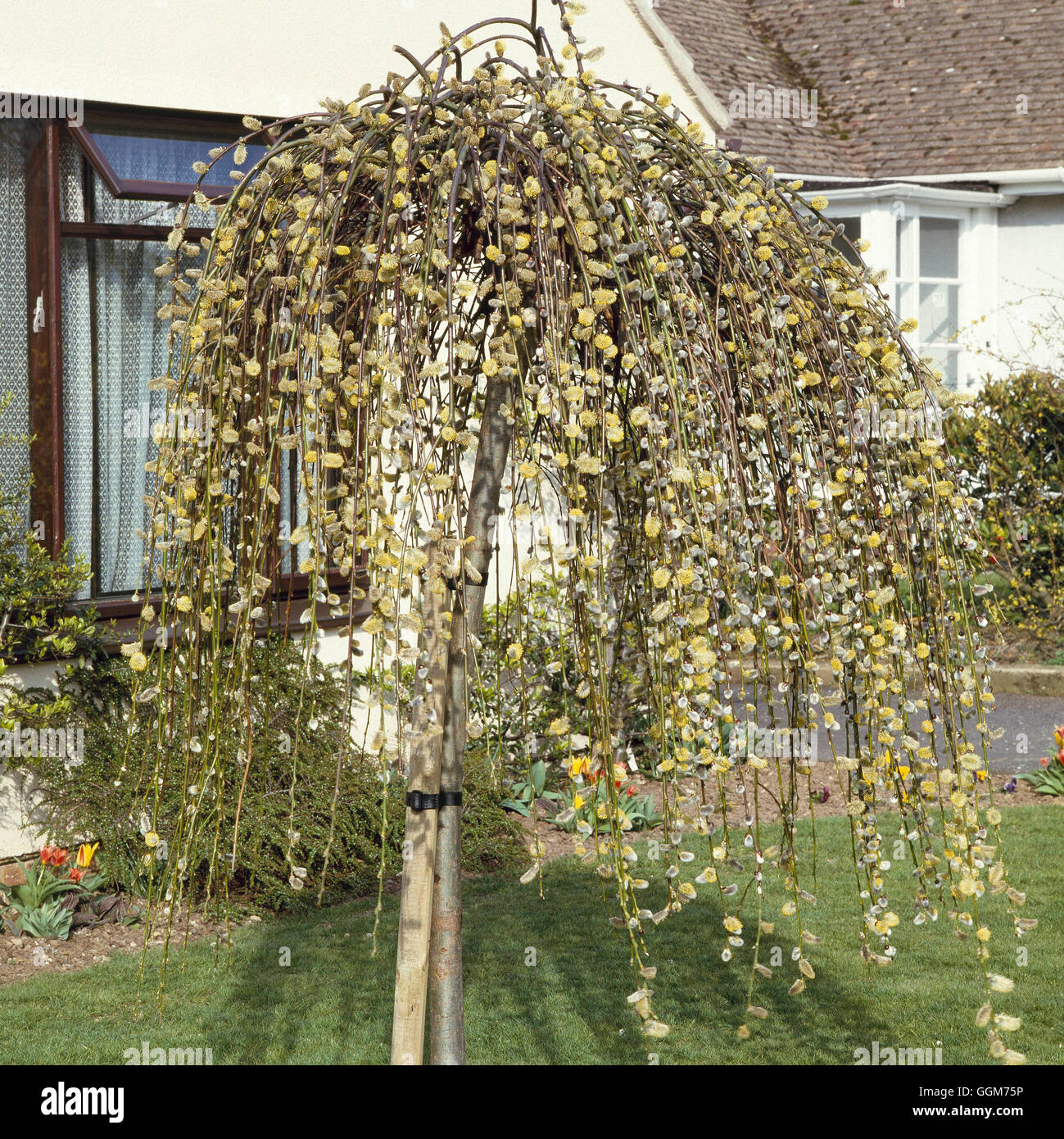 Salix caprea - 'Kilmarnock' AGM (Syn S.c. 'Pendula' - male form)   TRS021201     Photos Horticultura Stock Photo