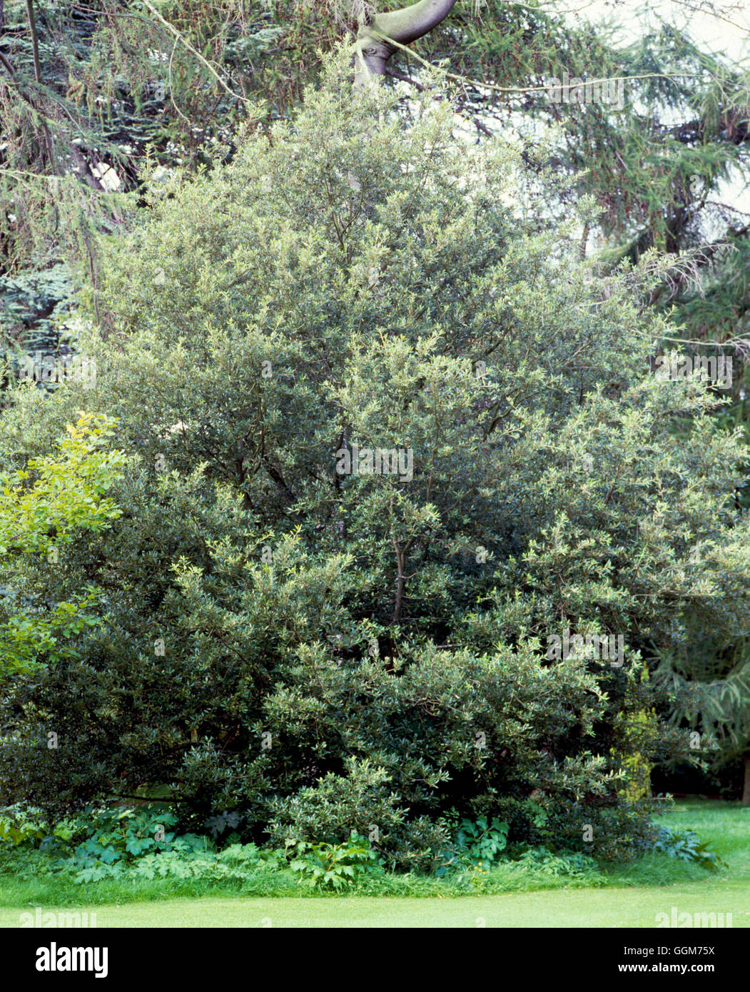 Quercus ilex - Holm Oak   TRS021491 Stock Photo