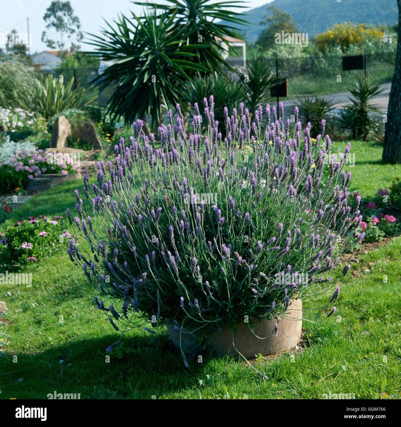 Lavandula Pinnata Lavender High Resolution Stock Photography And Images Alamy