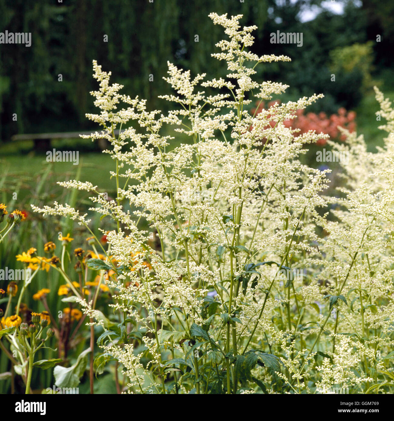 Artemisia lactiflora AGM - White Mugwort   TRS022163 Stock Photo