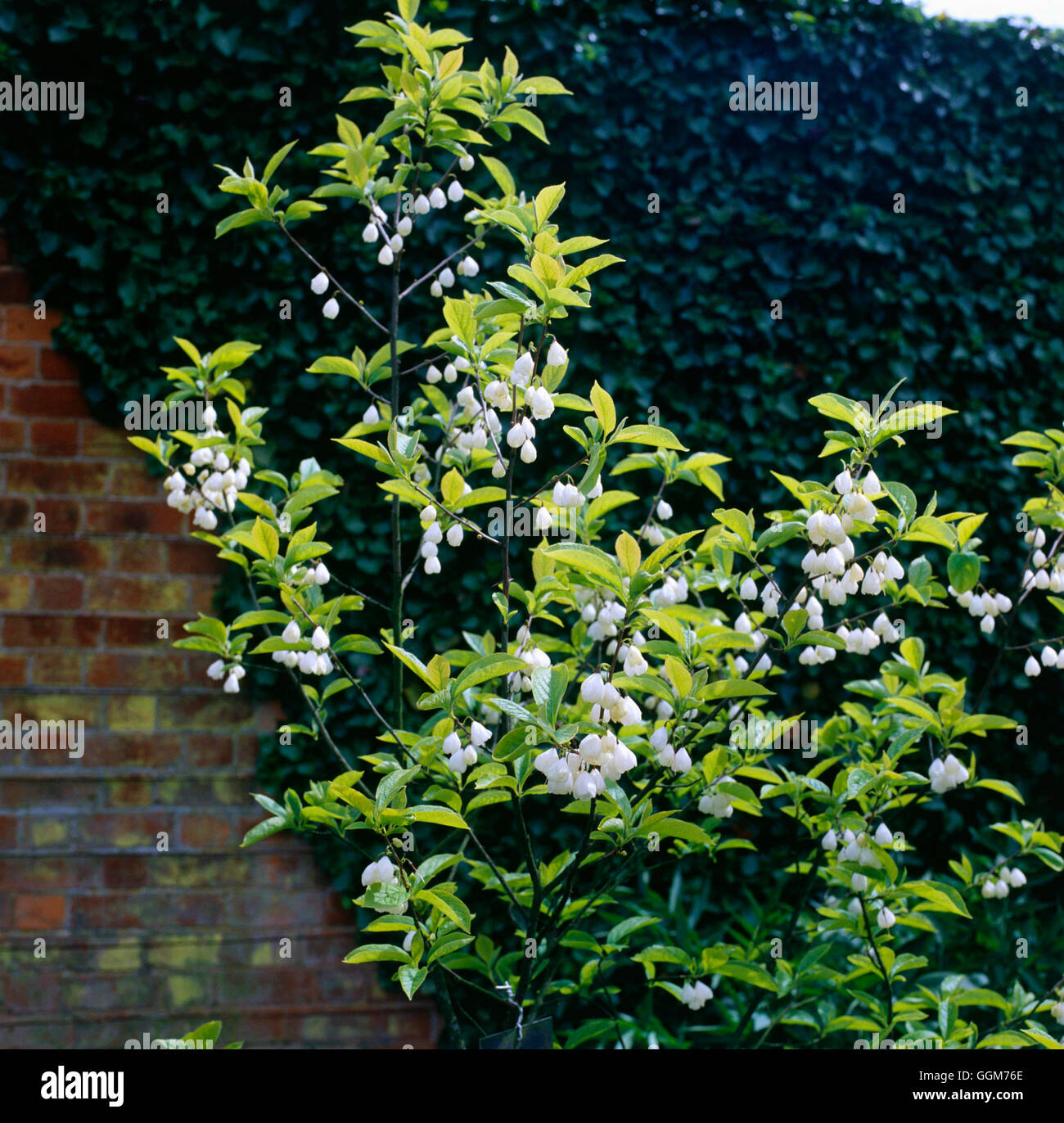 Halesia carolina - (Syn H. tetraptera)   TRS022344 Stock Photo