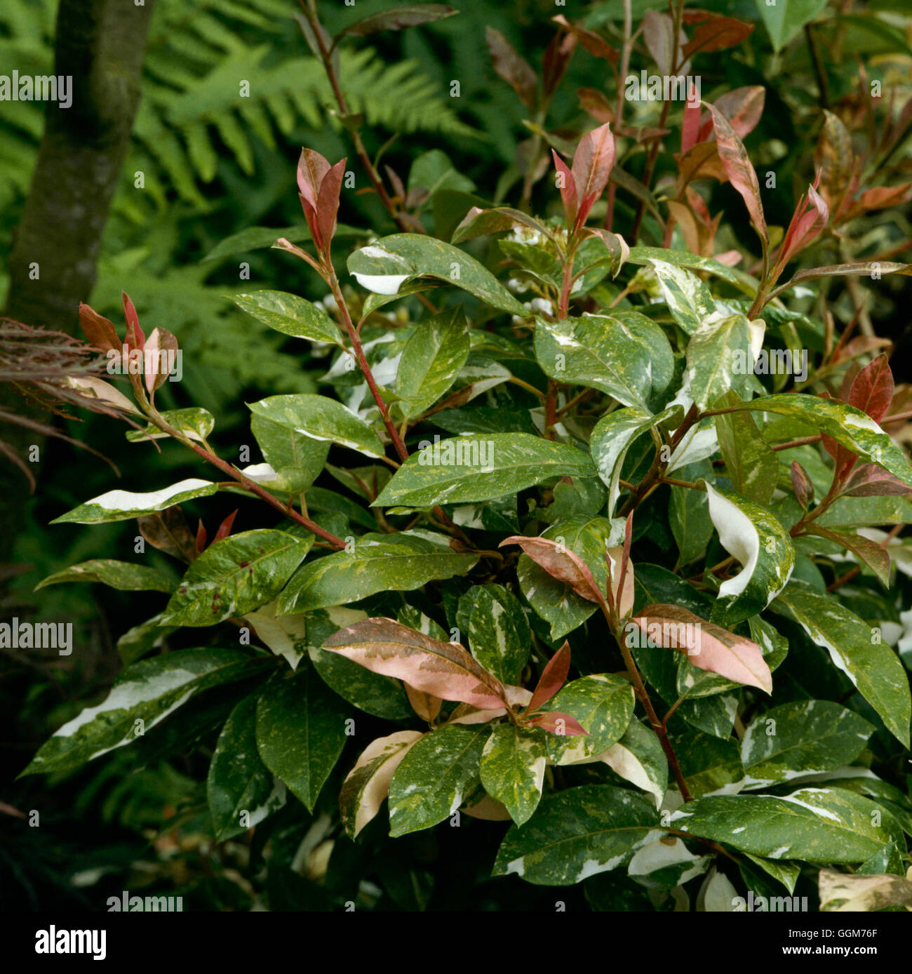 Photinia davidiana palette hi-res stock photography and images - Alamy