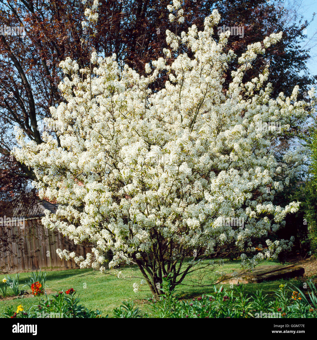 Amelanchier canadensis   TRS023626 Stock Photo