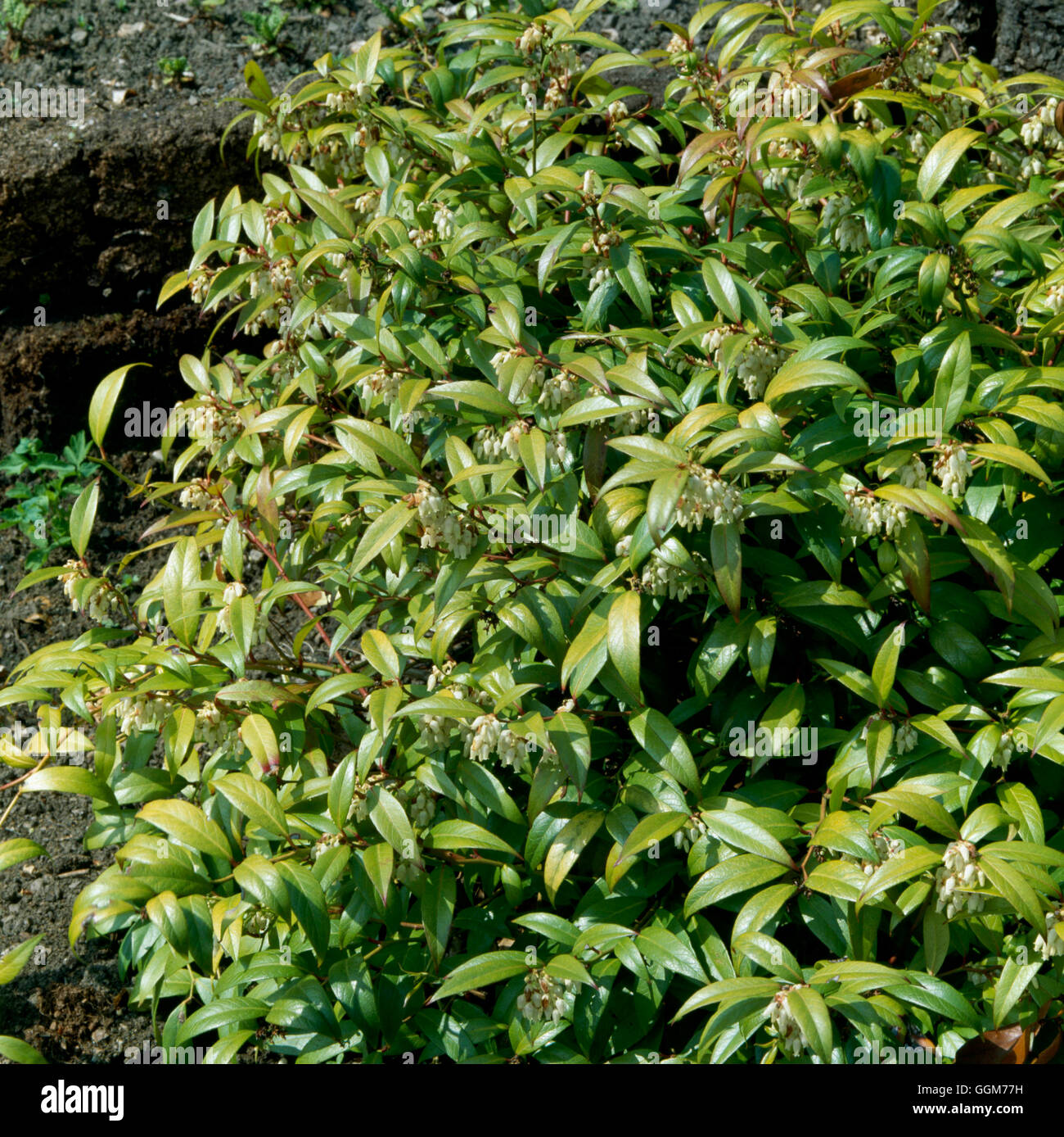 Leucothoe fontanesiana AGM - (Syn L. walteri)   TRS023661 Stock Photo