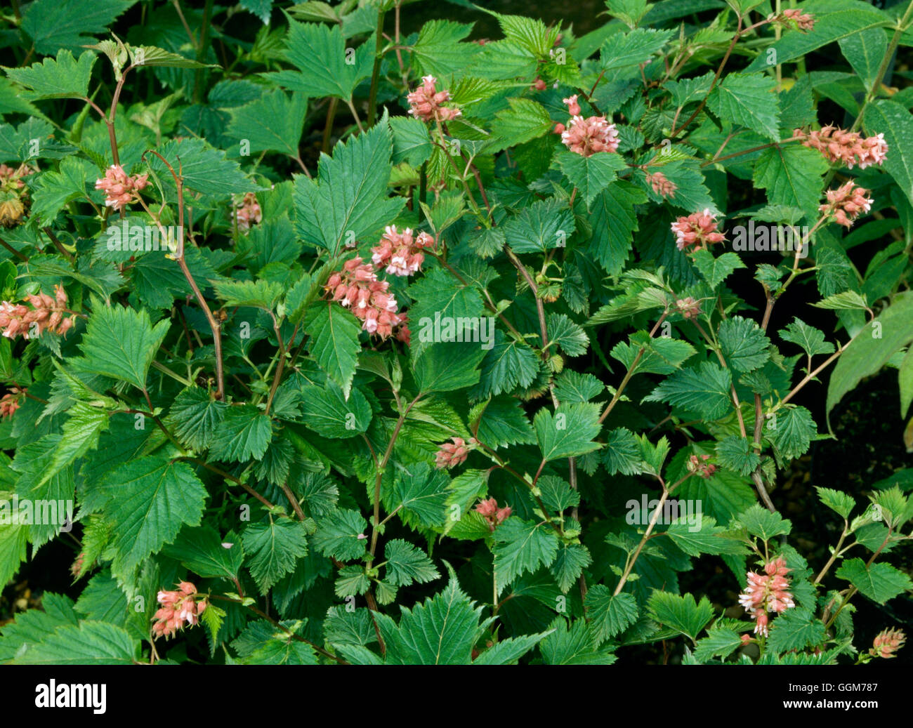 Neillia affinis.   TRS024179 Stock Photo