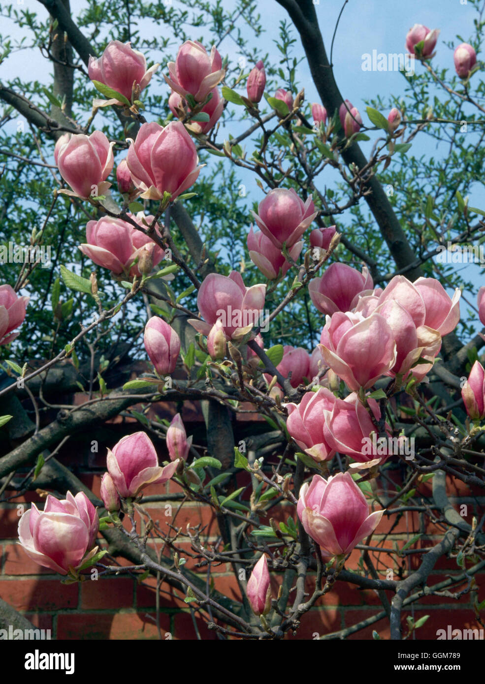 Magnolia x soulangeana - Rustica Rubra' AGM TRS024276 Stock Photo - Alamy