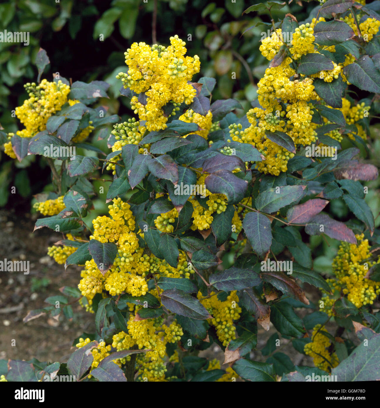 mahonia mary jane