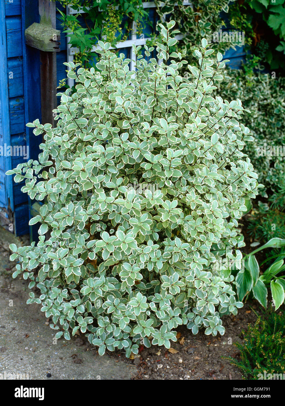 Future Plants By Randy Stewart Pittosporum