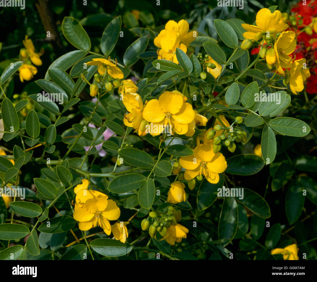 Senna corymbosa - (Syn Cassia corymbosa)   TRS026768 Stock Photo