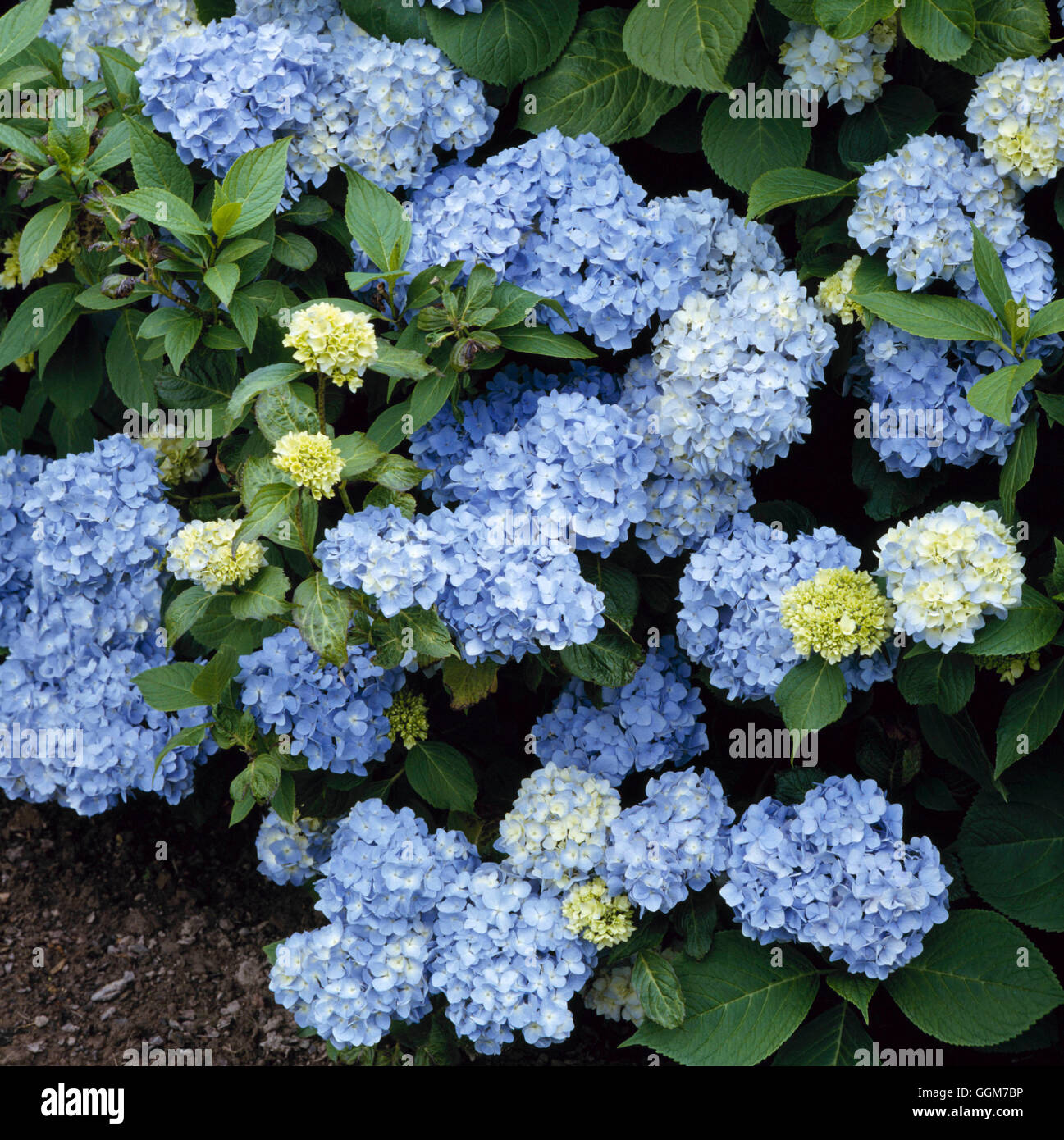 Hydrangea macrophylla - 'Generale Vicomtesse de Vibraye' AGM (Hortensia)   TRS027730     Photos Hort Stock Photo