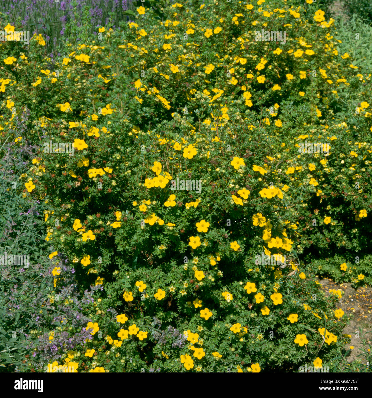 Potentilla fruticosa gold drop hi-res stock photography and images - Alamy