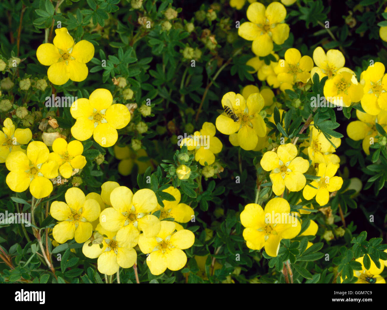 Potentilla Fruticosa Katherine Dykes Trs027853 Stock Photo Alamy