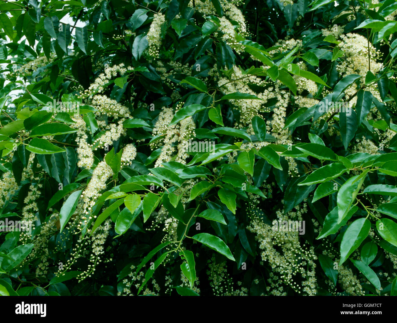 Prunus lusitanica AGM - Portugal Laurel   TRS028067 Stock Photo