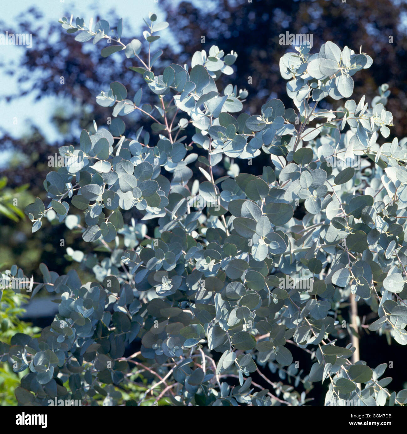 Eucalyptus gunnii AGM - showing juvenile foliage   TRS028306 Stock Photo