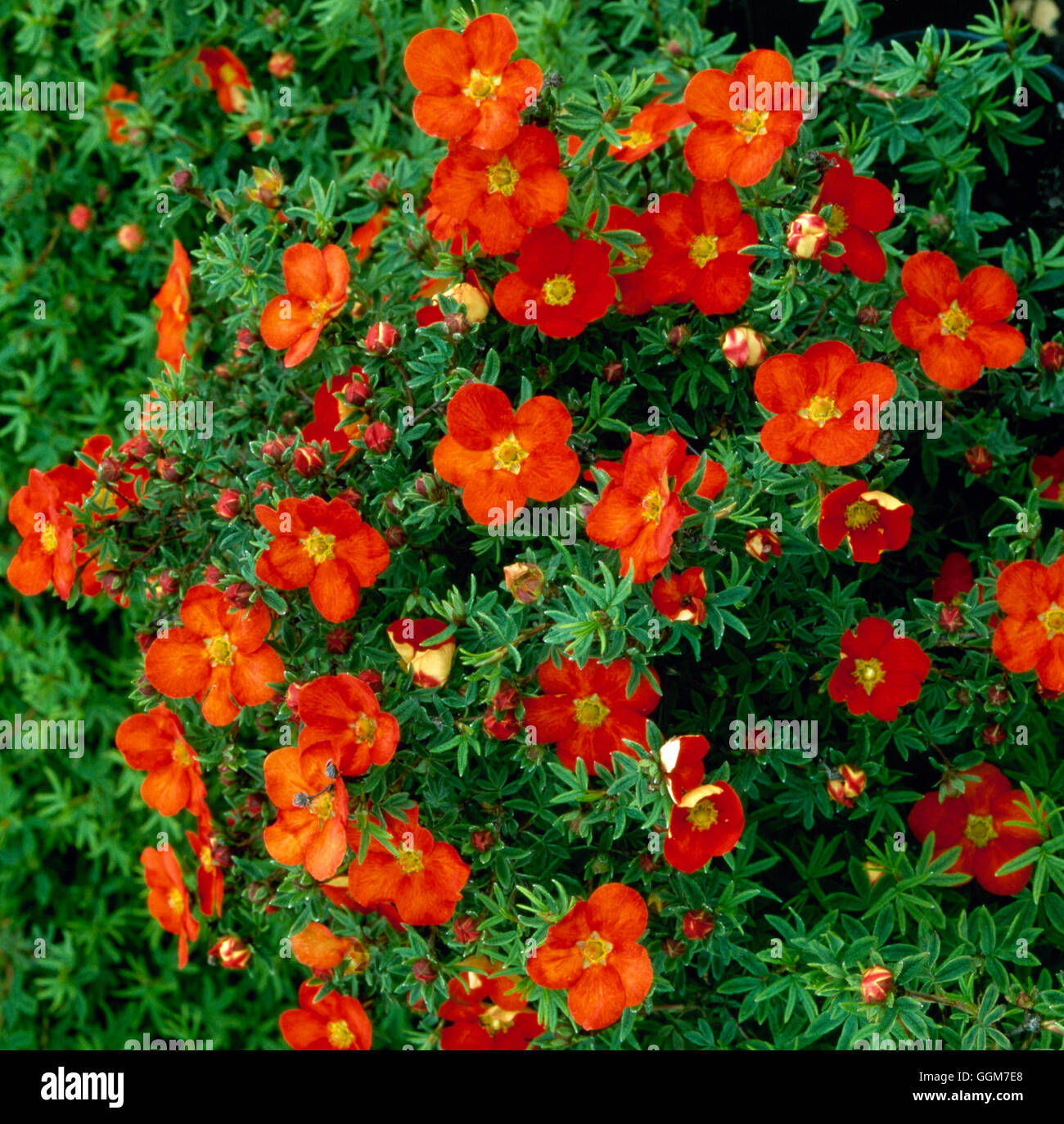 Potentilla fruticosa red hi-res stock photography and images - Alamy