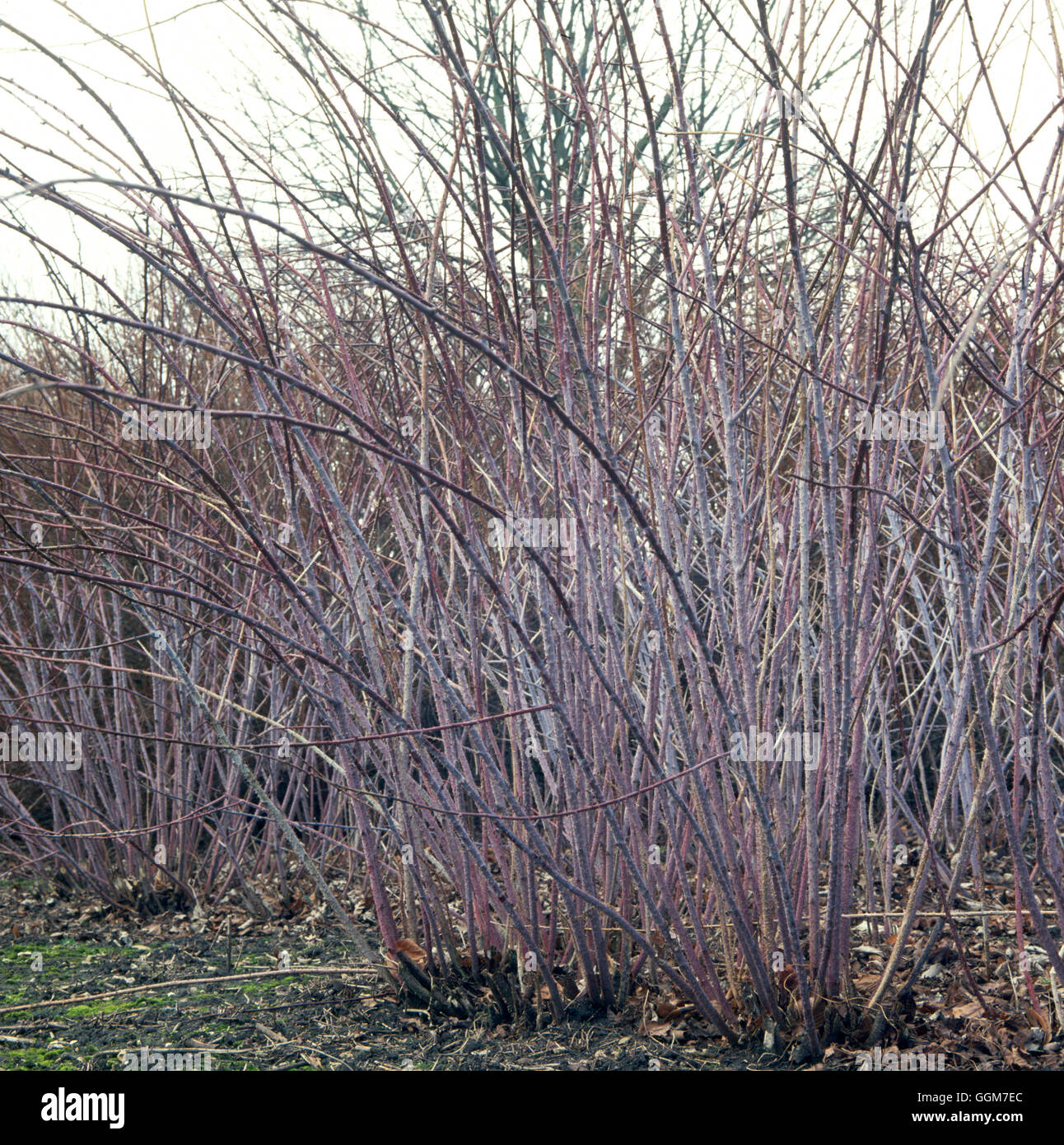 Rubus thibetanus - (Syn R. 'Silver Fern')   TRS029287 Stock Photo