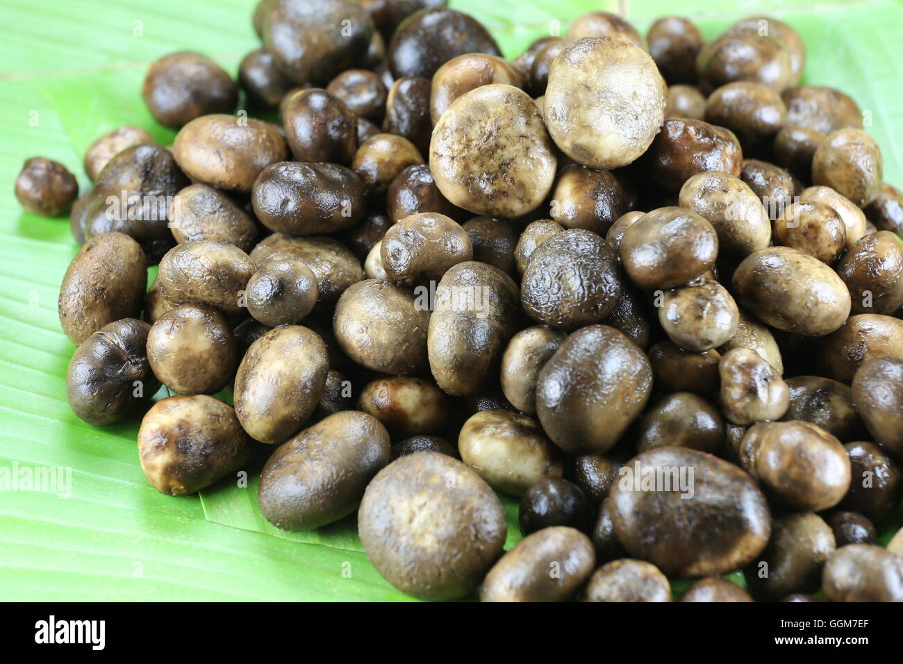 Barometer Earthstars or hygroscopic earthstar of mushroom Vegetable,In